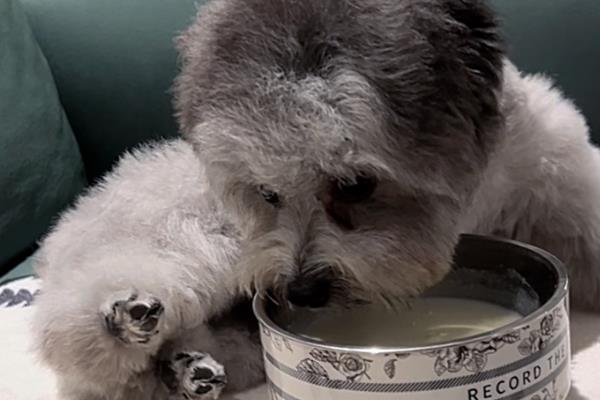 狗狗口腔炎怎么治疗，要保持清淡的饮食