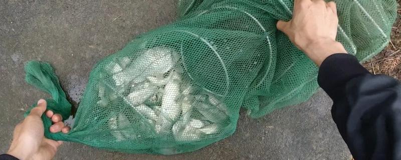 地笼不进鱼是什么原因，可能是诱饵不合鱼的口味