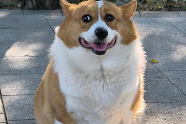 狗狗口腔炎怎么治疗，要保持清淡的饮食