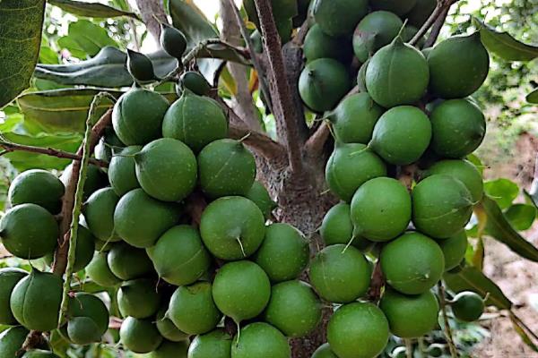 澳洲坚果的种植技术，选择根系带有旧土且长势良好的株苗