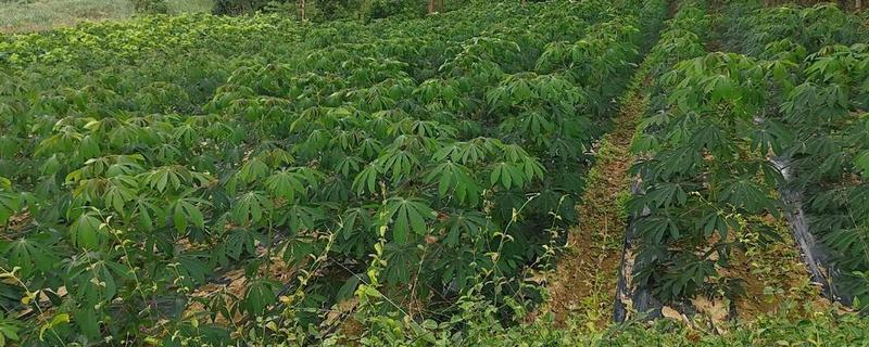 木薯冬天能种植吗，冬天是可以种植的