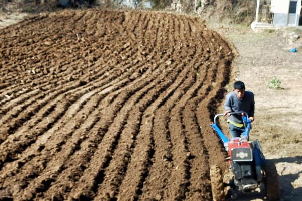 澳洲坚果的种植技术，选择根系带有旧土且长势良好的株苗