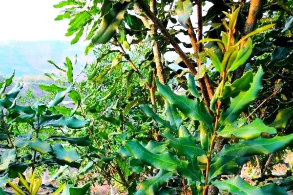 澳洲坚果的种植技术，选择根系带有旧土且长势良好的株苗