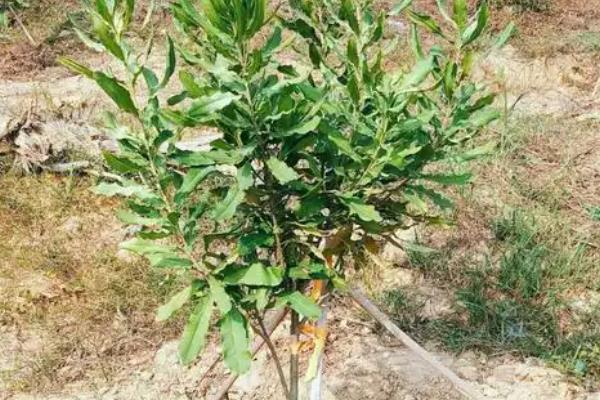 澳洲坚果的种植技术，选择根系带有旧土且长势良好的株苗