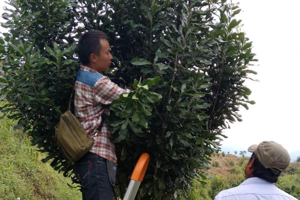 澳洲坚果的种植技术，选择根系带有旧土且长势良好的株苗