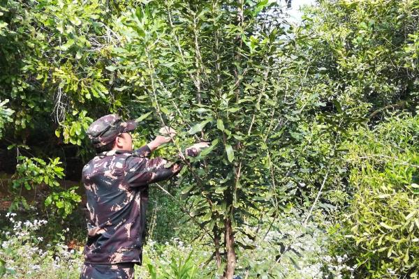 澳洲坚果的种植技术，选择根系带有旧土且长势良好的株苗