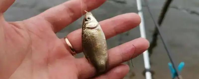 春季野钓鲫鱼的技巧，首选钓位是水草区