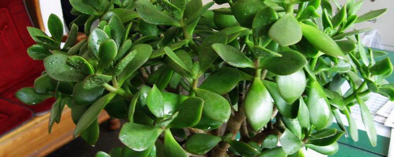 玻璃翠的病虫害防治方法，不同病害的防治方法不同