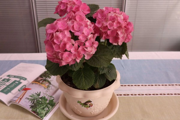 紫阳花是不是绣球花,紫阳花也叫紫绣球