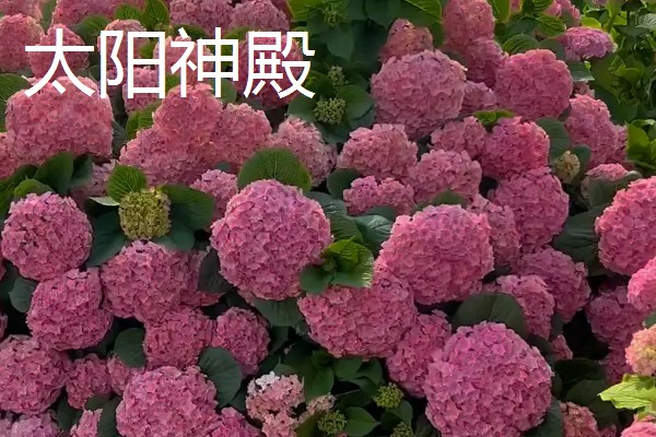 紫阳花是不是绣球花,紫阳花也叫紫绣球