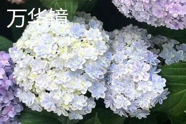 紫阳花是不是绣球花,紫阳花也叫紫绣球
