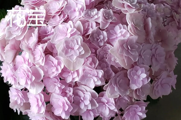 紫阳花是不是绣球花,紫阳花也叫紫绣球