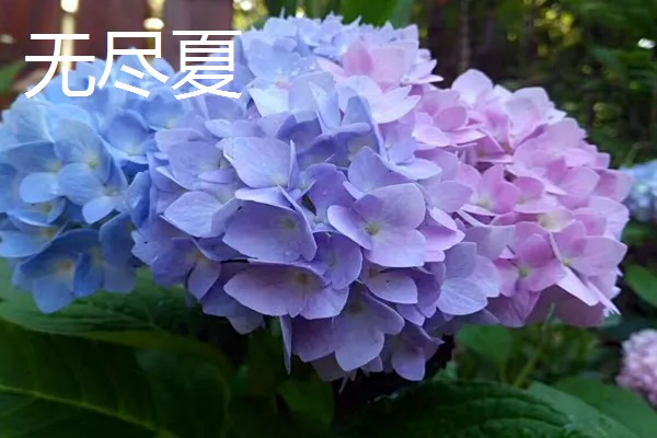 紫阳花是不是绣球花,紫阳花也叫紫绣球