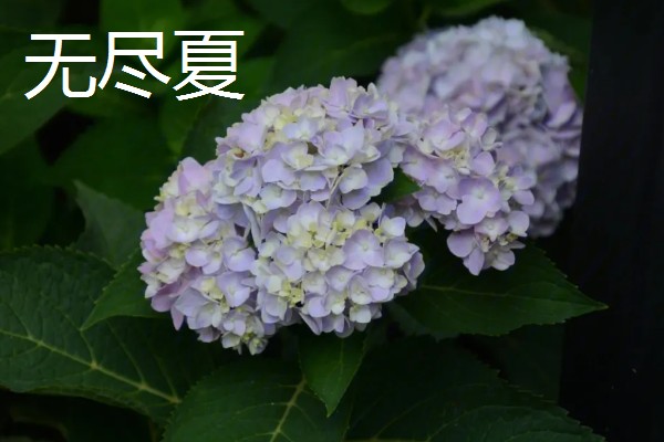 紫阳花是不是绣球花,紫阳花也叫紫绣球