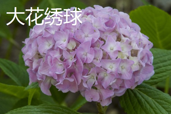 紫阳花是不是绣球花,紫阳花也叫紫绣球
