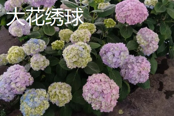 紫阳花是不是绣球花,紫阳花也叫紫绣球