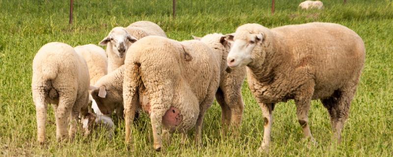 羊的怀孕时间，怀孕期是146天到156天