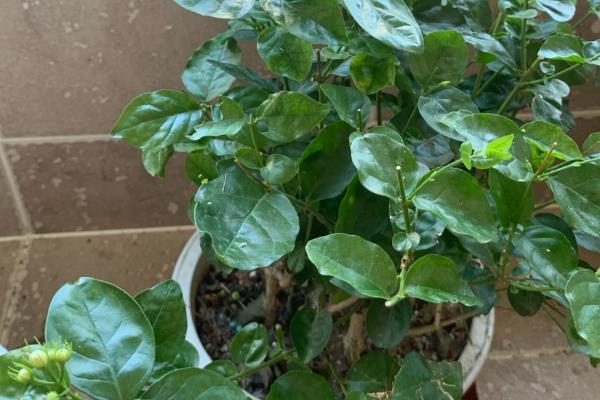 茉莉花为什么不长叶子，低温、修剪不当等因素都会造成