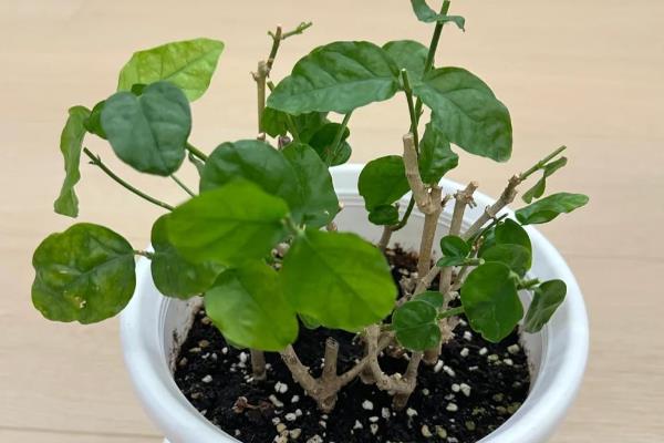 茉莉花为什么不长叶子，低温、修剪不当等因素都会造成