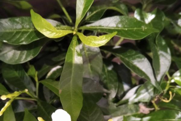 茉莉花为什么不长叶子，低温、修剪不当等因素都会造成