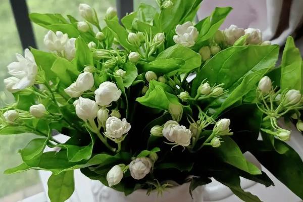 茉莉花为什么不长叶子，低温、修剪不当等因素都会造成