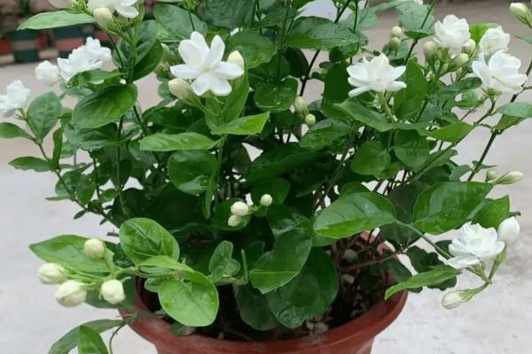 茉莉花为什么不长叶子，低温、修剪不当等因素都会造成