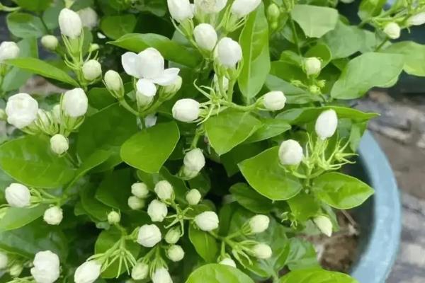 茉莉花为什么不长叶子，低温、修剪不当等因素都会造成