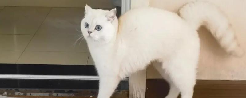 常见的可引起猫咪受惊发抖的情况，包括刺激性气味、闪电雷鸣等