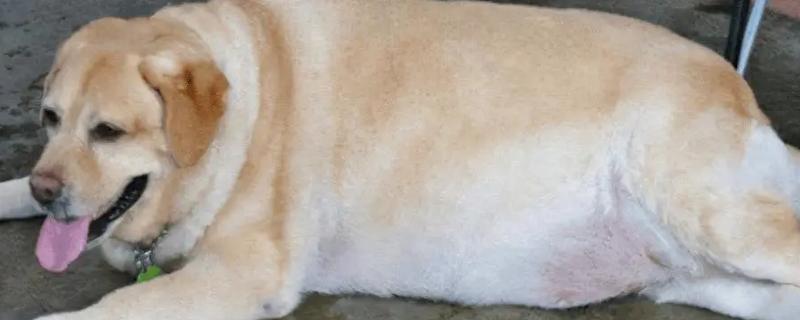 狗狗糖尿病怎么预防，要让狗狗适当的运动