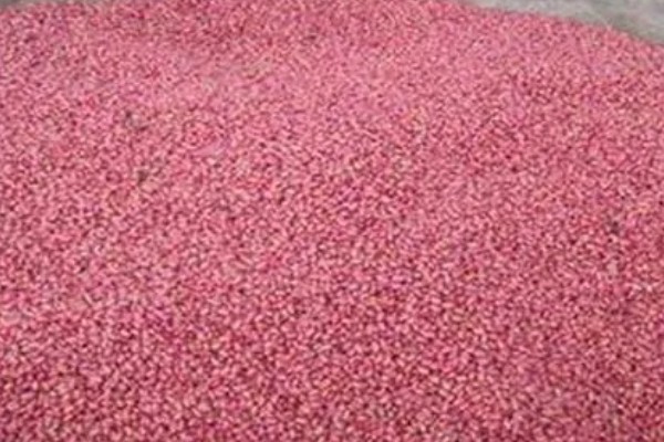 小麦不拌种直接播种可以吗，直接播种是可以的