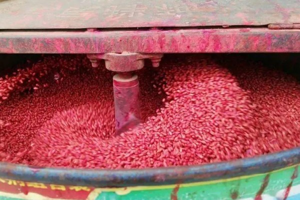 小麦不拌种直接播种可以吗，直接播种是可以的