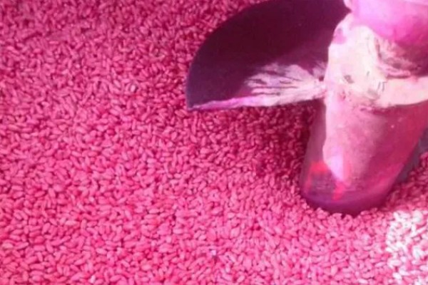 小麦不拌种直接播种可以吗，直接播种是可以的