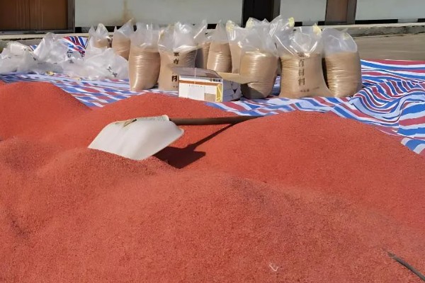 小麦不拌种直接播种可以吗，直接播种是可以的