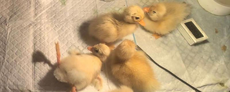 鸭子换毛所需时间，需要1个月左右