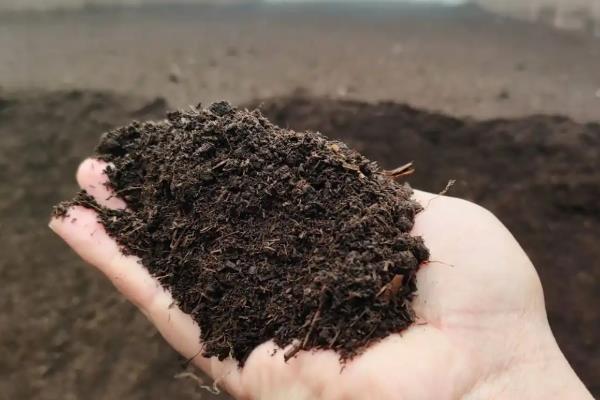 人参的种植方法，每天提供4小时左右的光照