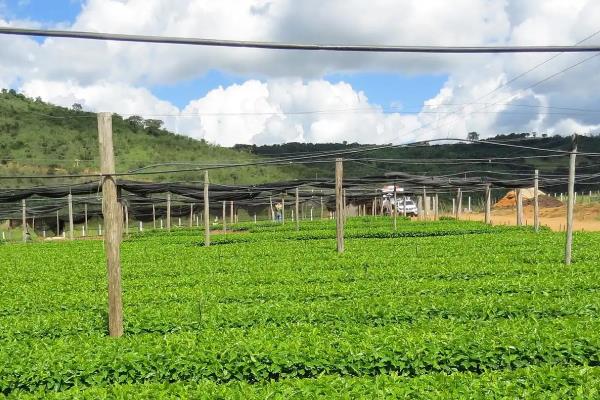 人参的种植方法，每天提供4小时左右的光照