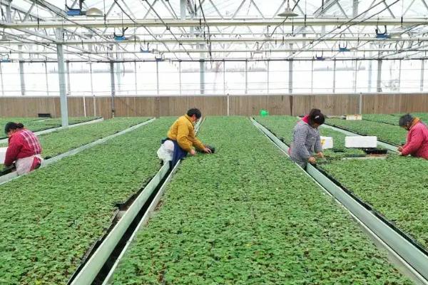 人参的种植方法，每天提供4小时左右的光照