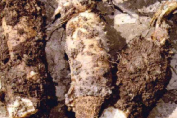 人参的种植方法，每天提供4小时左右的光照