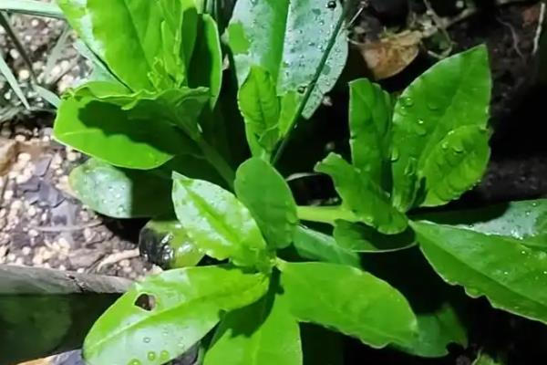 人参的种植方法，每天提供4小时左右的光照