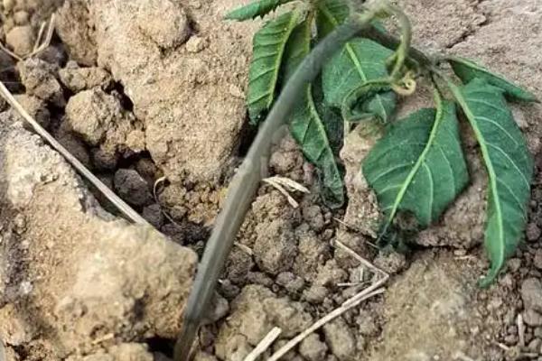 人参的种植方法，每天提供4小时左右的光照