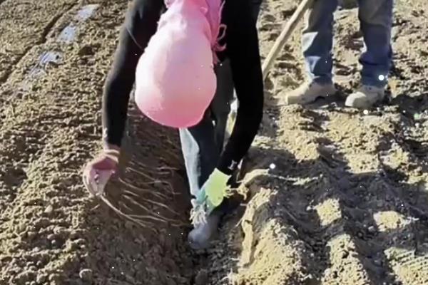 人参的种植方法，每天提供4小时左右的光照