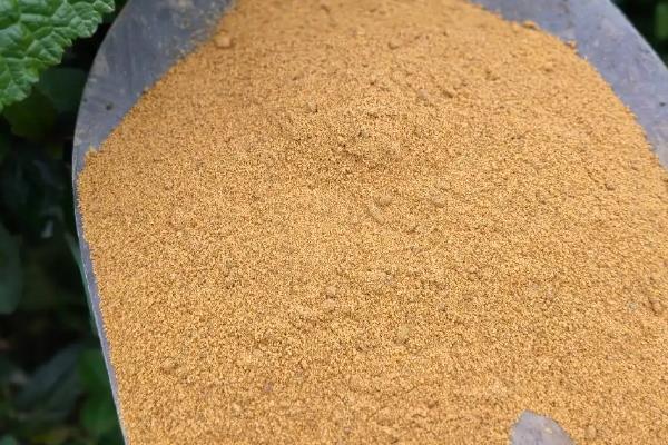 沙枣树种子如何种植，播种前对种子进行催芽处理