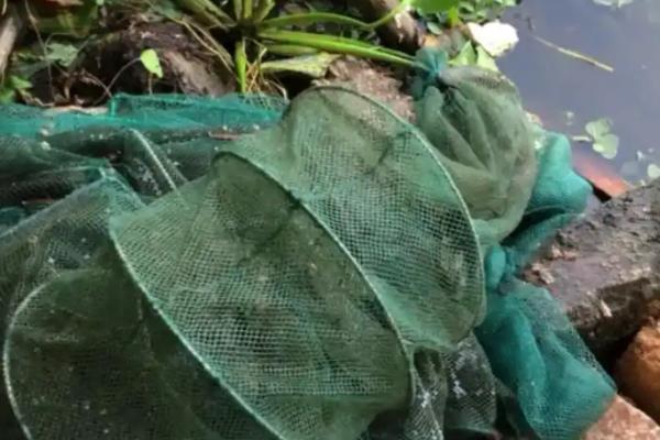 地笼不进鱼是什么原因，可能是诱饵不合鱼的口味