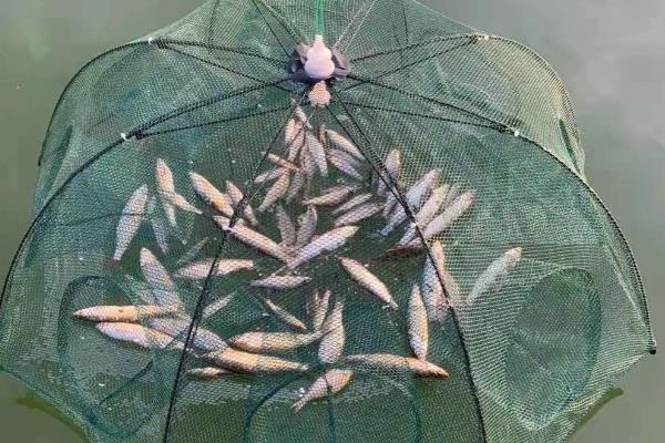 地笼不进鱼是什么原因，可能是诱饵不合鱼的口味