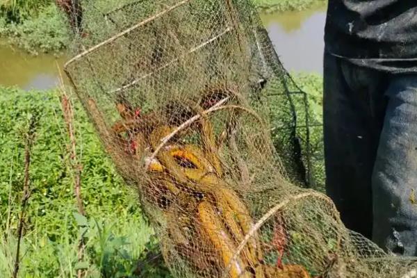 地笼不进鱼是什么原因，可能是诱饵不合鱼的口味