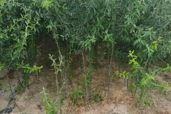 沙枣树种子如何种植，播种前对种子进行催芽处理