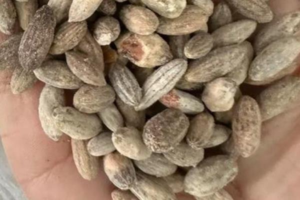 沙枣树种子如何种植，播种前对种子进行催芽处理