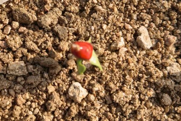 沙枣树种子如何种植，播种前对种子进行催芽处理