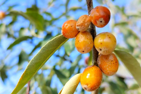 沙枣树种子如何种植，播种前对种子进行催芽处理