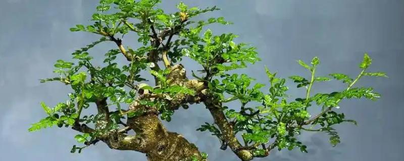 清香木会开花吗，花朵在3月份开放